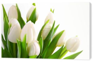 białe tulipany tło.