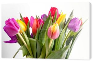 Bukiet kolorowych typowych holenderskich tulipanów na białym tle