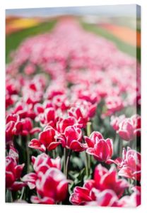 selektywne skupienie pięknych różowych i białych tulipanów z zielonymi liśćmi