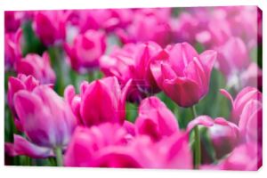 selektywny ostrość piękne różowe kolorowe tulipany