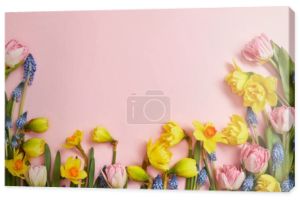Widok z góry piękny różowy tulipany, Hiacynty niebieskie i żółte żonkile na różowym tle