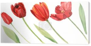Czerwone tulipany z zielonymi listwami wyizolowanymi na biało. Akwarela ilustracja tło zestaw. 