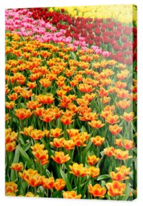 kolorowe tulipany wiosną w ogrodzie