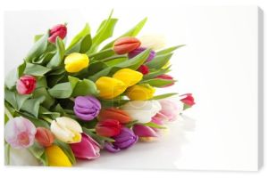 bukiet kolorowych tulipanów w Holandii