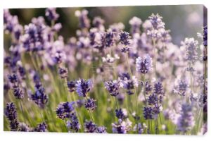 close up view of lavender flowers blooming on blurred background