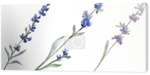 Botaniczny kwiat kwiatowy Lawenda Purple. Wiosna dzikiego wildflower liść na białym tle. Zestaw ilustracji tle akwarela. Akwarela rysunku mody aquarell. Element ilustracja na białym tle lawendy.