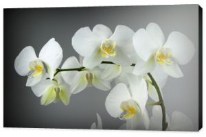 Piękna biała orchidea na szarym tle