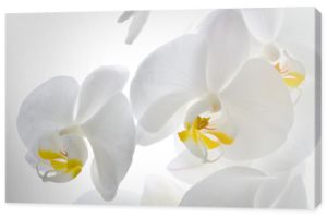 Szczegóły kwiatów orchidei.