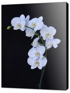 białe kwiaty orchidei zbliżenie na czarnym tle