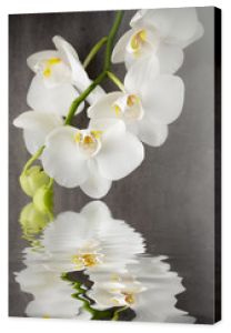 Biała orchidea na szarym tle.