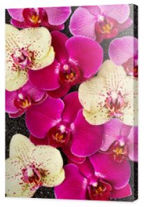 Kwiaty orchidei