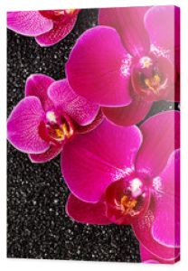 Kwiaty orchidei
