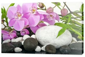 Koncept Wellness: orchidee, bambus, kamień, woda