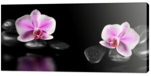 Pozioma panorama z różowymi orchideami i kamieniami zen na czarnym ba