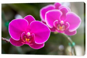 Różowy kwiat orchidei Phalaenopsis