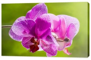 Fioletowa kwitnąca orchidea na zielonym rozmytym tle