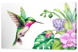 akwarela ilustracja, egzotyczna natura, latający koliber, tropikalny kwiat orchidei, zielone liście, izolowana na białym tle