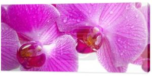 orchidea kwiat