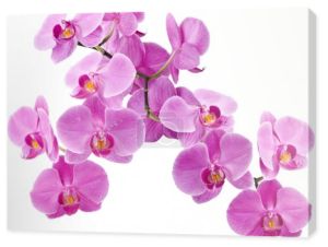 kwiaty Orchid