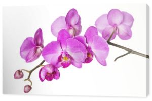 Orchidea na biały