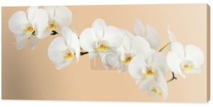 romantyczna gałąź białej orchidei