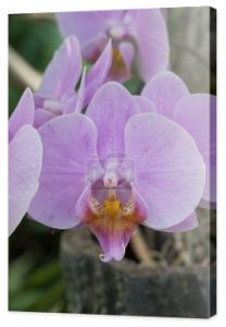 zbliżenie różowa orchidea kwiecie