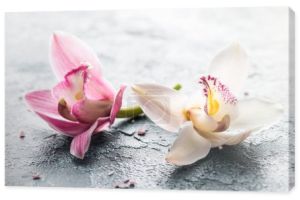 zbliżenie, piękne różowe i białe kwiaty orchidei i soli morskiej