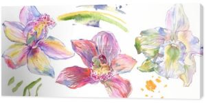 Orchidea kwiatowe kwiaty botaniczne. Akwarela zestaw ilustracji tła. Element ilustracji na białym tle orchidei.