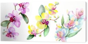 Piękne kwiaty orchidei z zielonych liści na białym tle. Ilustracji tle akwarela. Akwarela rysunku mody aquarelle. Element ilustracja na białym tle storczyki.