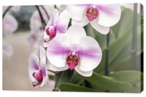 Close-up różowy - biała orchidea w ogrodzie