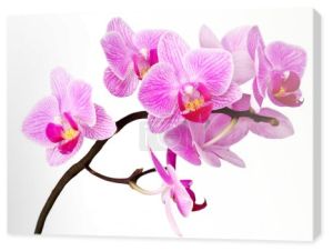 Orchidea na białym tle