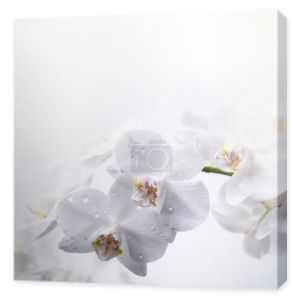 białe kwiaty orchidei z rosy krople