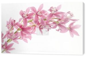 Orchidea kwiat na białym