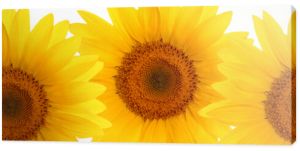 nagłówek panorama internetowa kwiat słonecznika na całej długości