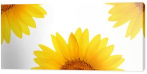 nagłówek panorama internetowa kwiat słonecznika na całej długości
