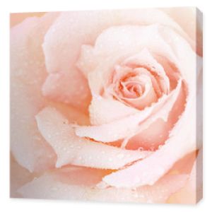 Różowe mokre różowe tło