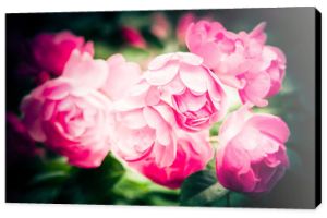 Streszczenie romantyczne różowe kwiaty z kropli wody. Jasne kolory naturalnego tła kwiatowego