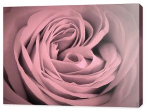 Różowa róża szczegół tło. Kartka z życzeniami romantycznej miłości