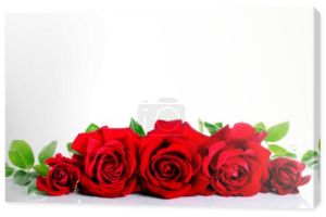 czerwone róże na biały