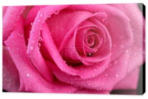 Różowa róża z kropli na czarnym tle