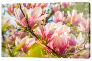 Różowy kwiat drzewa magnolii na tle błękitnego nieba
