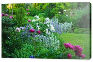 piękny widok na ogród w stylu angielskim w lecie z kwitnącymi piwoniami i towarzyszami - stachys, kocimiętka, heranium, iris sibirica. Kompozycja w odcieniach bieli i błękitu. Projektowanie krajobrazu.
