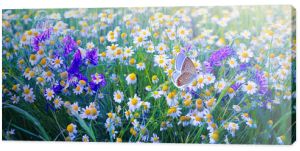 Piękne pola łąkowe kwiaty rumianku i fioletowe dzikie dzwony i motyl w letni poranek w zielonej trawie na przyrodę.