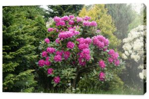 Kwitnący krzew rododendronów