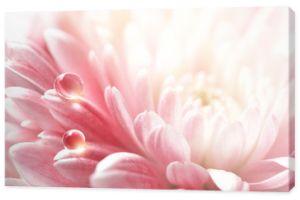 Przezroczyste piękne kropelki wody na płatkach różowego kwiatu chryzantemy w wiosna lato natura w makro z bliska na świeżym powietrzu. Delikatny delikatny zwiewny obrazek w pastelowych kolorach.