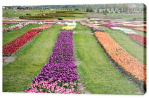 piękne kolorowe pole tulipany z zieloną trawą