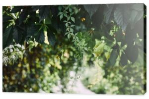 liści dzikiej winorośli w ogrodzie z niewyraźne ścieżki