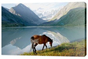 Koń na górskim jeziorze Ak-kem, Ałtaj, Rosja