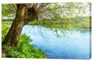 Wielkie stare drzewo na brzegu rzeki river