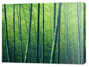 Bambusowe drzewa leśne Natura koncepcja